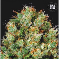 SOUR DIESEL · Bulk Seed...