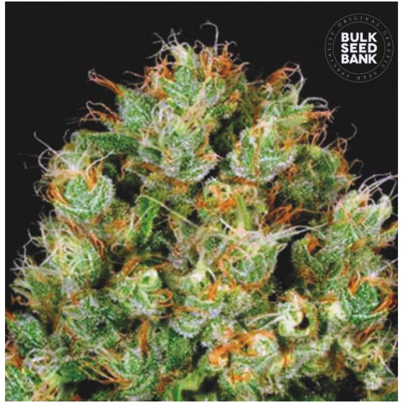 SOUR DIESEL · Bulk Seed Bank · cannabis samen · Fem