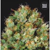 SOUR DIESEL · Bulk Seed Bank · semillas de marihuana · Fem
