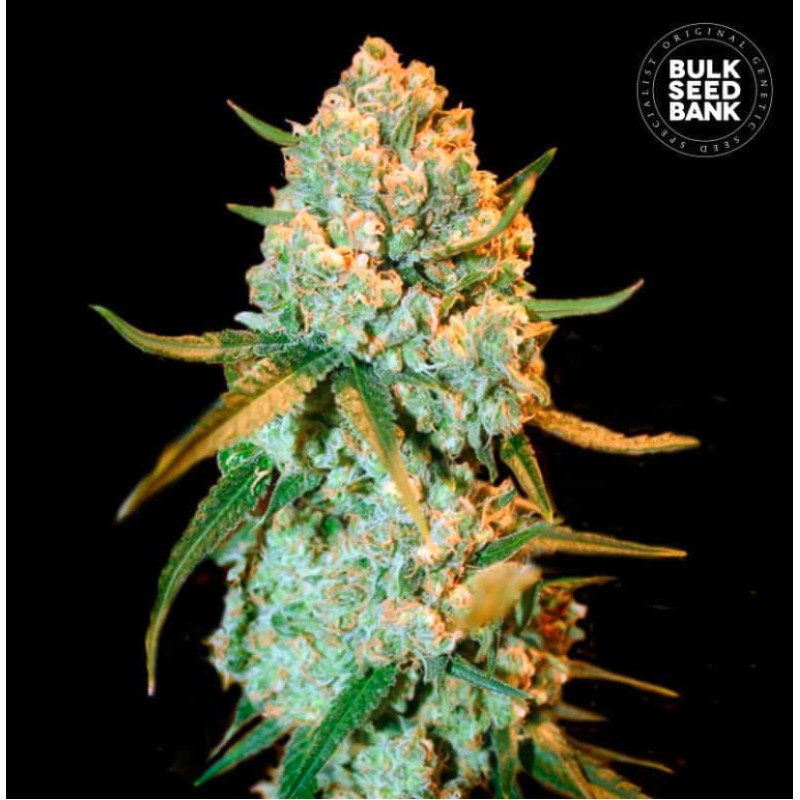 SPECIAL CRYSTAL HAZE · Bulk Seed Bank · kenevir tohum · Fem