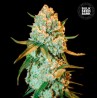 SPECIAL CRYSTAL HAZE · Bulk Seed Bank · semillas de marihuana · Fem
