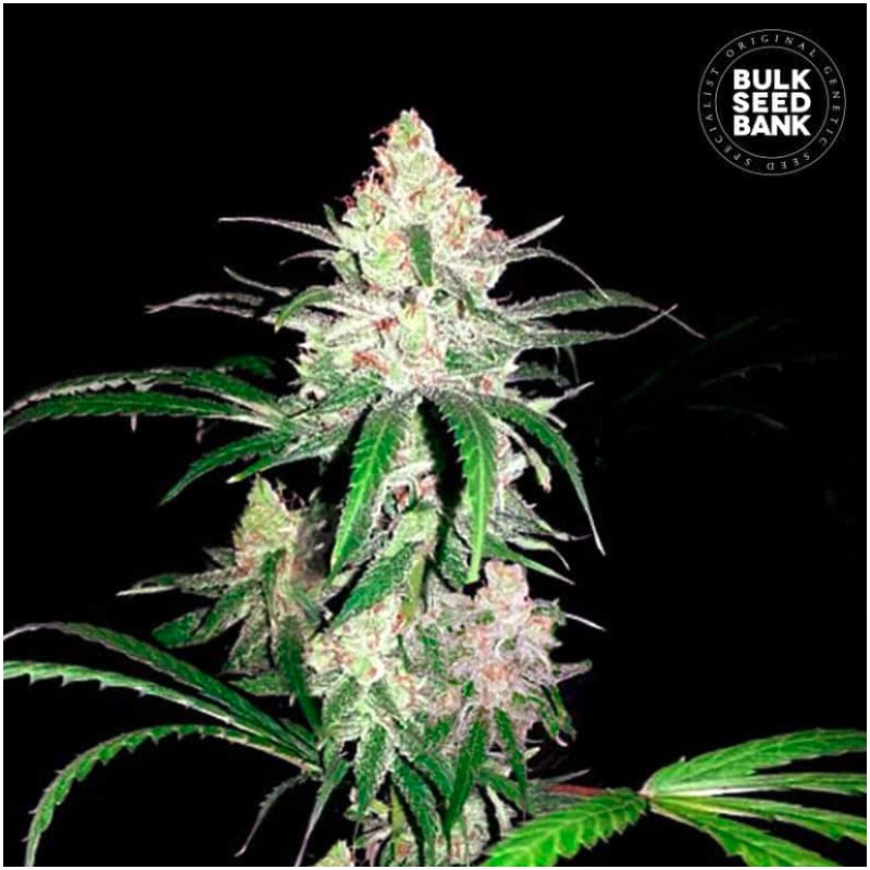 SPECIAL LIME HAZE · Bulk Seed Bank · graines de cannabis · Fem