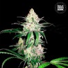 SPECIAL LIME HAZE · Bulk Seed Bank · cannabis seeds · Fem