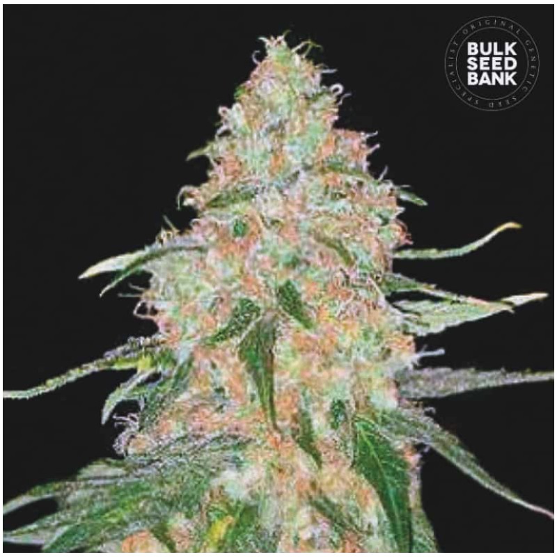 SPECIAL SKUNK · Bulk Seed Bank · semillas de marihuana · Fem