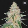 SPECIAL SKUNK · Bulk Seed Bank · sementes de maconha · Fem