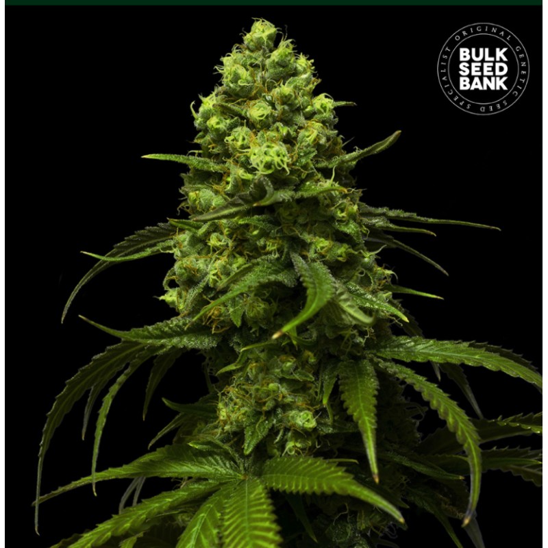 STRAWBERRY FERRY · Bulk Seed Bank · kenevir tohum · Fem