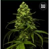 STRAWBERRY FERRY · Bulk Seed Bank · semi di canapa · Fem