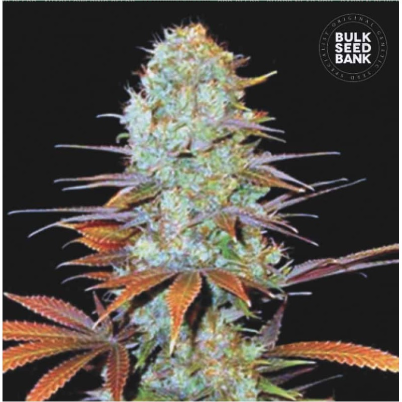SUNMANGO · Bulk Seed Bank · semillas de marihuana · Fem