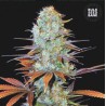 SUNMANGO · Bulk Seed Bank · sementes de maconha · Fem