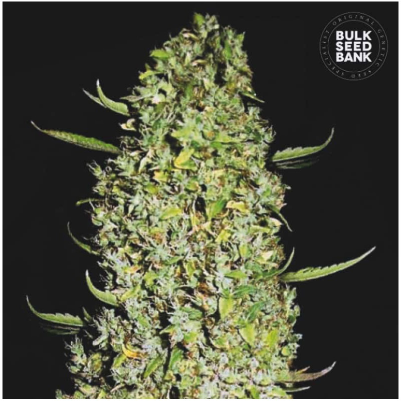 THE UNLIMITED · Bulk Seed Bank · semillas de marihuana · Fem