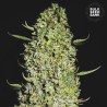 THE UNLIMITED · Bulk Seed Bank · cannabis samen · Fem