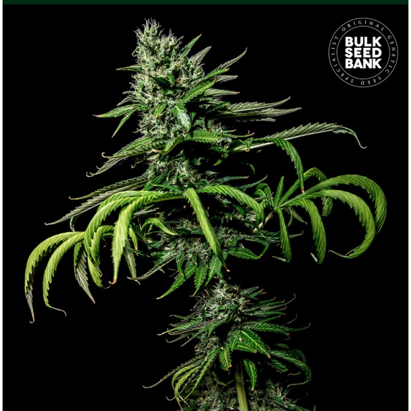 TROPICAL COCONUT · Bulk Seed Bank · cannabis samen · Fem
