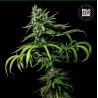 TROPICAL COCONUT · Bulk Seed Bank · cannabis samen · Fem