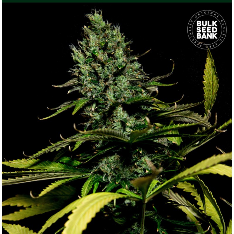 WATERMELON JAM · Bulk Seed Bank · semi di canapa · Fem