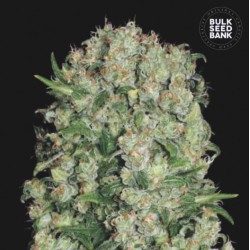 WHITE PRUSSIAN · Bulk Seed...