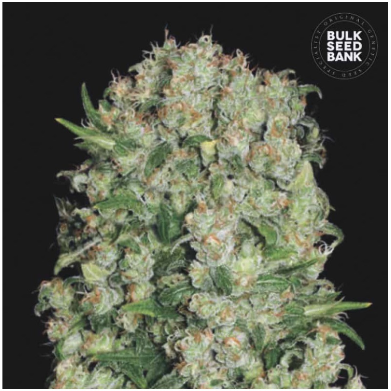 WHITE PRUSSIAN · Bulk Seed Bank · sementes de maconha · Fem