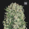 WHITE PRUSSIAN · Bulk Seed Bank · semillas de marihuana · Fem