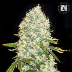 WHITE WIDOW · Bulk Seed...