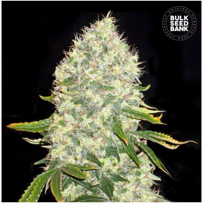 WHITE WIDOW · Bulk Seed Bank · cannabis samen · Fem