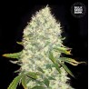 WHITE WIDOW · Bulk Seed Bank · cannabis samen · Fem