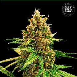 WINNING CAKE · Bulk Seed...