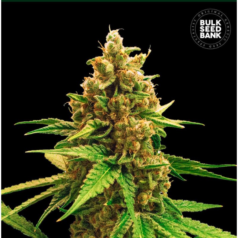 WINNING CAKE · Bulk Seed Bank · semi di canapa · Fem