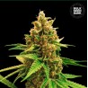 WINNING CAKE · Bulk Seed Bank · sementes de maconha · Fem