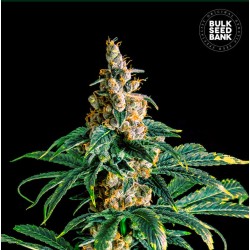 ZKITTLY ZI ZI · Bulk Seed...