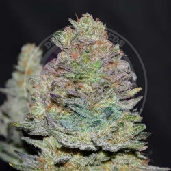 DELICIOUS COOKIES AUTO ·...