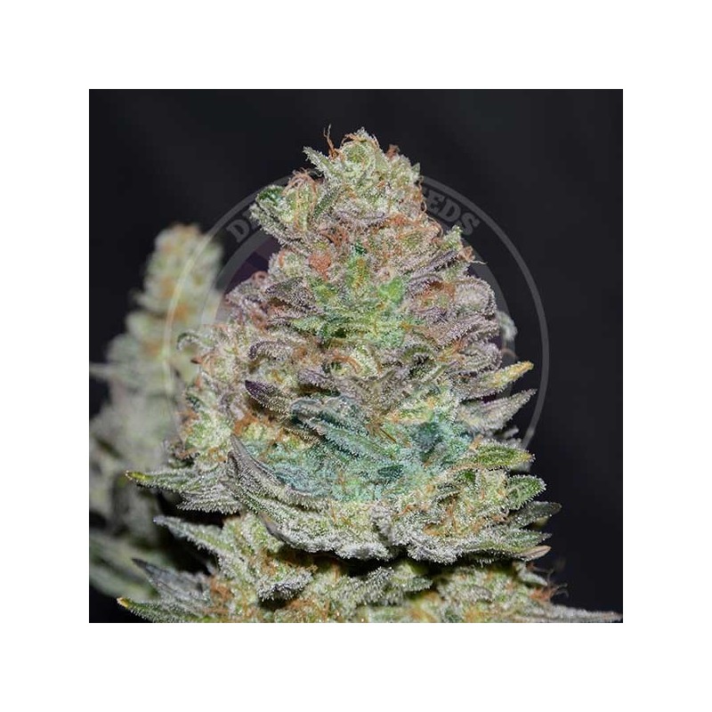 DELICIOUS COOKIES AUTO · Delicious · sementes de maconha · AutoFem