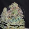 DELICIOUS COOKIES AUTO · Delicious · cannabis samen · kaufen  AutoFem