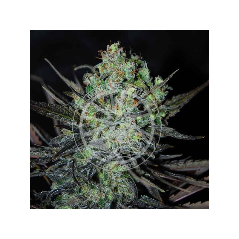 ELEVEN ROSES AUTO · Delicious · cannabis samen · kaufen  AutoFem