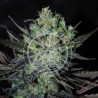 ELEVEN ROSES AUTO · Delicious · sementes de maconha · AutoFem