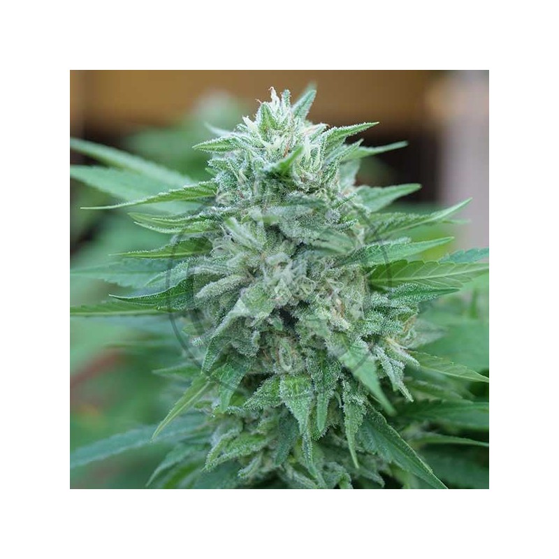 MOBY DELICIOUS · Delicious · graines de cannabis · Fem