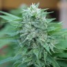 MOBY DELICIOUS · Delicious · graines de cannabis · Fem
