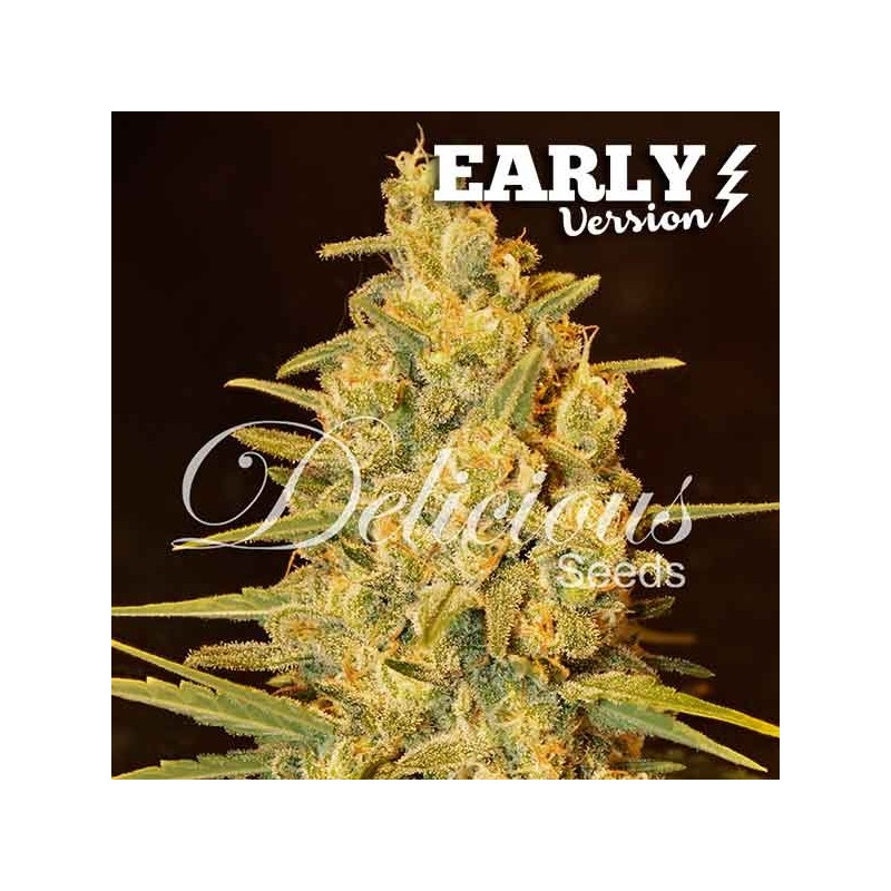CRITICAL SENSI STAR EARLY VERSION · Delicious · sementes de maconha · Fem