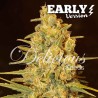 CRITICAL SENSI STAR EARLY VERSION · Delicious · graines de cannabis · Fem