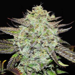 PURPLE MANGO KUSH ·...