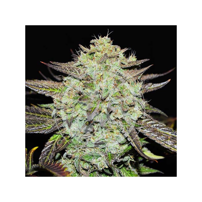 PURPLE MANGO KUSH · Delicious · sementes de maconha · Fem