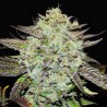 PURPLE MANGO KUSH · Delicious · sementes de maconha · Fem