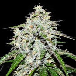SPACE COOKIES AUTO ·...