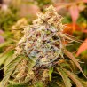 SUNDAY PUNCH · Delicious · sementes de maconha · Fem