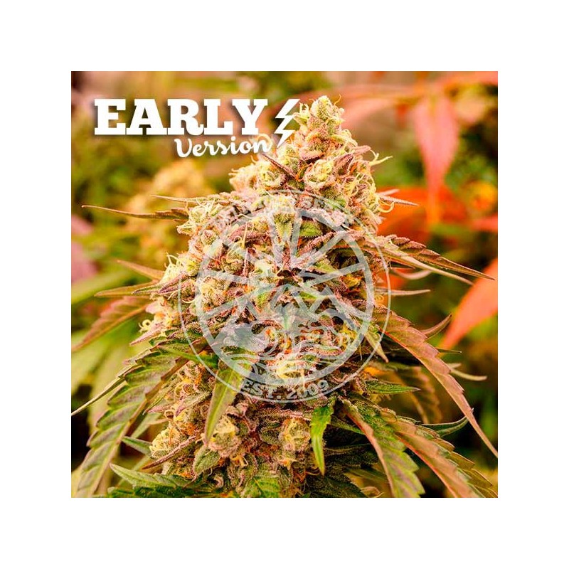 SUNDAY PUNCH EARLY VERSION · Delicious · cannabis seeds · Fem