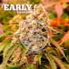 SUNDAY PUNCH EARLY VERSION · Delicious · semillas de marihuana · Fem