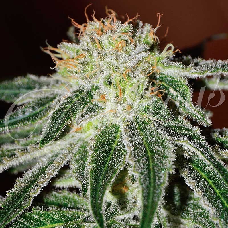BLACK RUSSIAN · Delicious · graines de cannabis · Fem