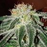 BLACK RUSSIAN · Delicious · graines de cannabis · Fem