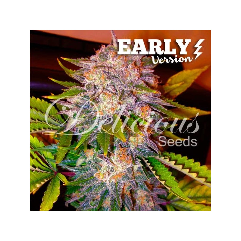 CARAMELO EARLY VERSION · Delicious · graines de cannabis · Fem