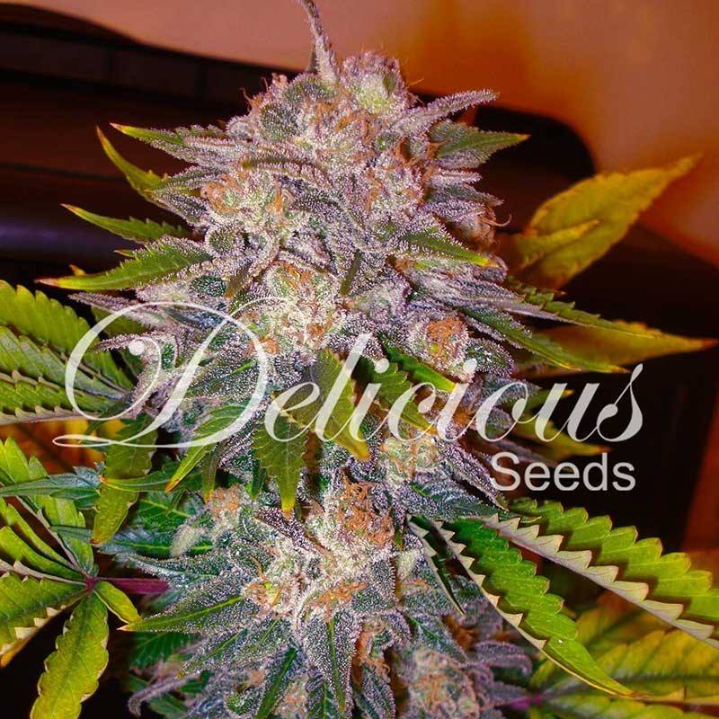 CARAMELO · Delicious · kaufen  cannabis samen · Fem