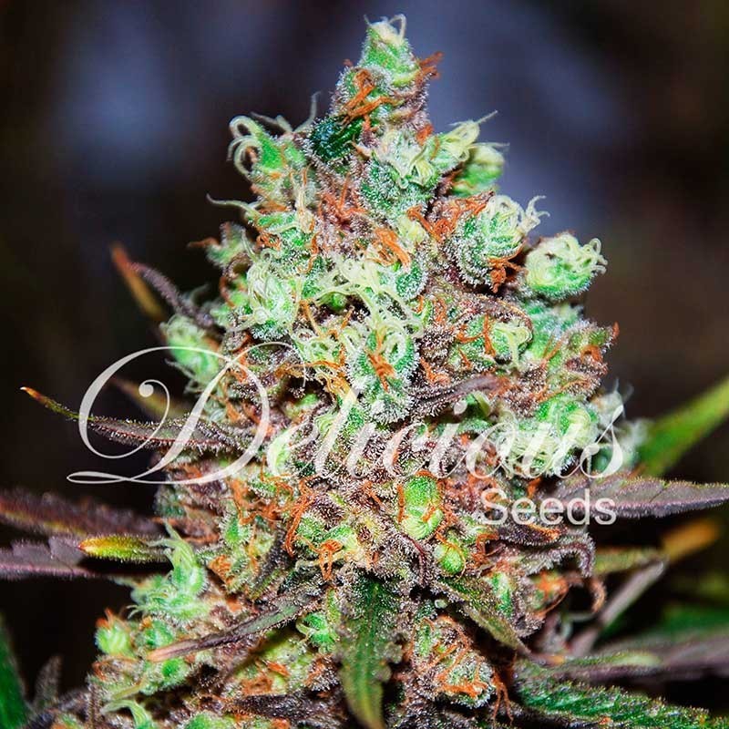 COTTON CANDY KUSH · Delicious · kaufen  cannabis samen  · Fem
