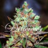 COTTON CANDY KUSH · Delicious · kaufen  cannabis samen  · Fem